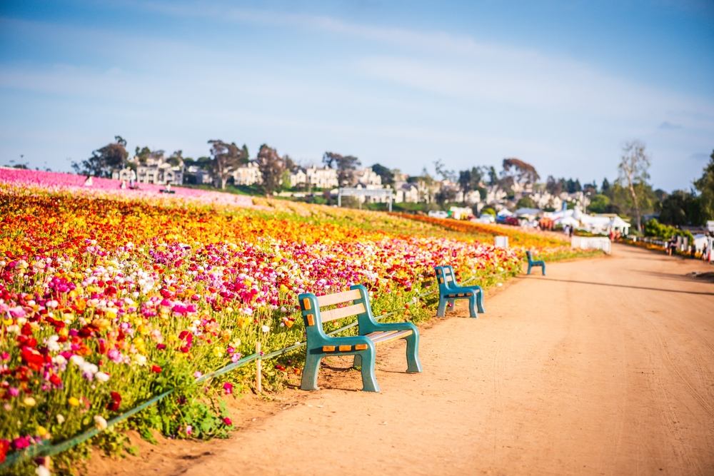 Spinal Decompression Services in Carlsbad
